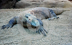 Komodo Dragon