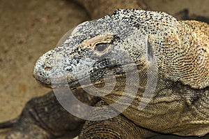 Komodo Dragon