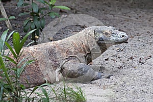 Komodo dragon