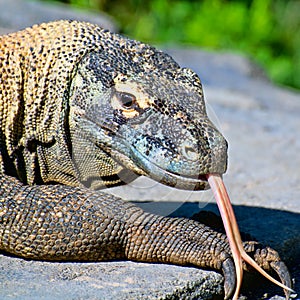 Komodo dragon photo