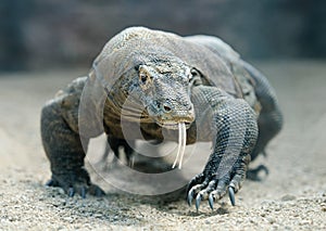 Komodo dragon