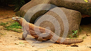 Komodo dragon