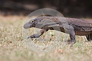 Komodo Dragon