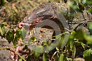 Komodo dragon