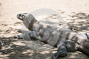 Komodo dragon