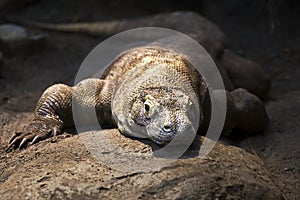 Komodo Dragon photo