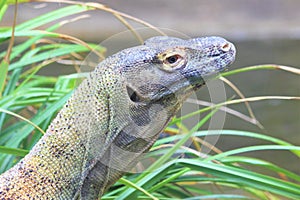 Komodo Dragon