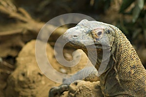 Komodo dragon