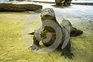 The Komodo dragon also known as the Komodo monitor