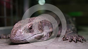 The Komodo dragon, also known as the Komodo monitor, is a member of the monitor lizard family Varanidae that is endemic