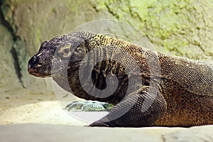 Komodo dragon, also known as the Komodo monitor, is a member of the monitor lizard family Varanidae that is endemic to the