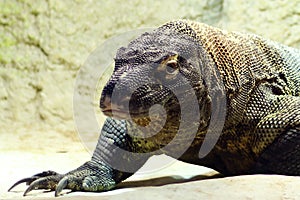 Komodo dragon, also known as the Komodo monitor, is a member of the monitor lizard family Varanidae that is endemic to the