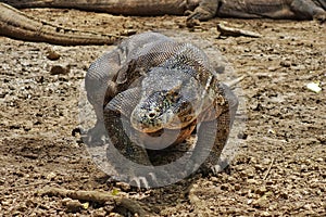 A Komodo Dragon as seen on Komodo Island, Indonesia