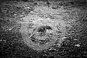 Komodo Dragon,B&W.Indonesia