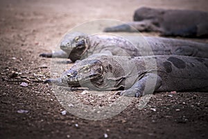 Komodo Dragon,B&W.Indonesia