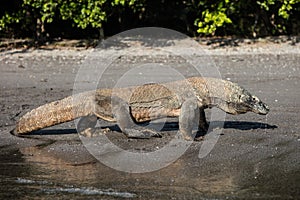 Komodo Dragon on Black Sand Beach photo