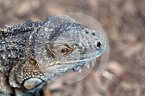 The Komodo dragon calmy sitting on the ground