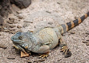 The Komodo dragon calmy sitting on the ground