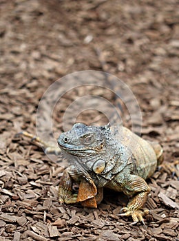 The Komodo dragon calmy sitting on the ground