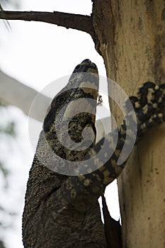 Komodo dragon casually lounging on a tree in Australia