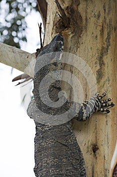 Komodo dragon casually lounging on a tree in Australia