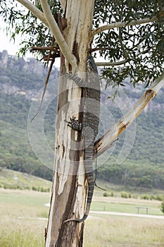 Komodo dragon casually lounging on a tree in Australia