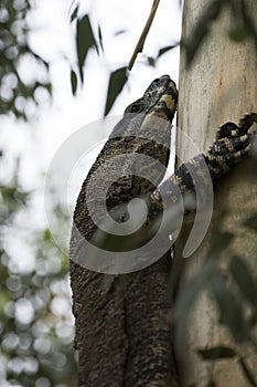 Komodo dragon casually lounging on a tree in Australia