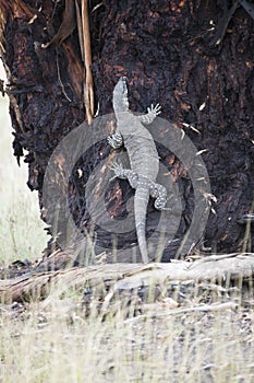 Komodo dragon casually lounging on a tree in Australia