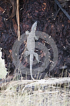 Komodo dragon casually lounging on a tree in Australia