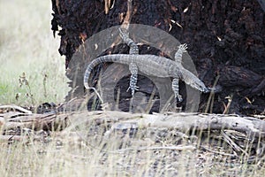 Komodo dragon casually lounging on a tree in Australia