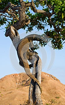 Komodo dragon climbed a tree. Very rare picture. Indonesia. Komodo National Park.