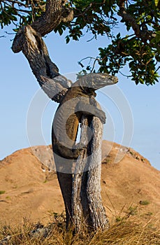 Komodo dragon climbed a tree. Very rare picture. Indonesia. Komodo National Park.