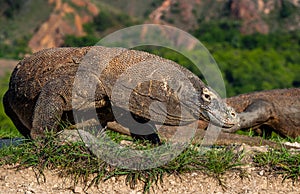 Komodo dragon. Close up portrait. Scientific name: Varanus komodoensis. Biggest living lizard in the world.  Natural habitat on
