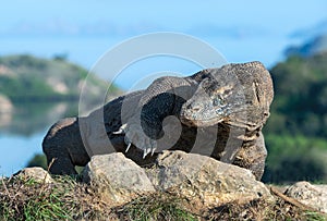 Komodo dragon. Close up portrait.  Scientific name: Varanus komodoensis. Indonesia. Rinca Island