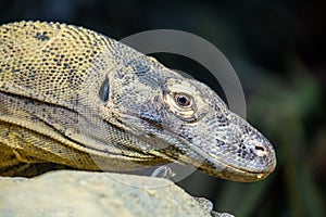 Komodo Dragon photo