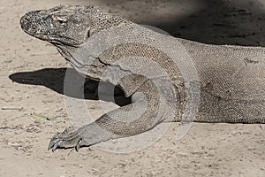 Komodo dragon lizard. Endemic wild predator. Hunting coldblooded aggressive dragon. photo
