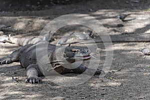 Komodo dragon lizard. Endemic wild predator. Hunting coldblooded aggressive dragon.
