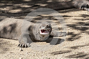 Komodo dragon lizard. Endemic wild predator. Hunting coldblooded aggressive dragon. photo