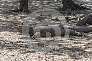 Komodo dragon lizard. Endemic wild predator. Hunting coldblooded aggressive dragon. photo