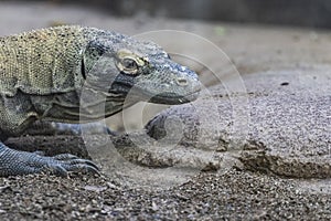 Komodo dragon dangerous reptile head portrait