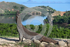 Komodo dragon.  The dragon raised his head. Scientific name: Varanus Komodoensis. Indonesia. Rinca Island