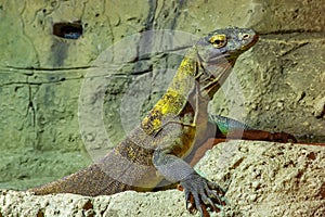 The Komodo dragon is a endemic to Indonesian islands