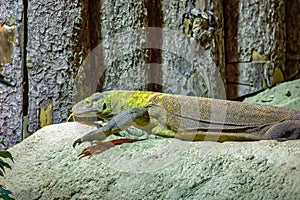 The Komodo dragon is a endemic to Indonesian islands