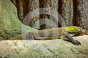 The Komodo dragon is a endemic to Indonesian islands