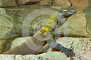 The Komodo dragon is a endemic to Indonesian islands