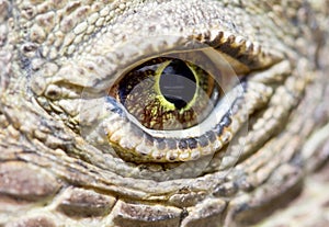 Komodo dragon eye photo