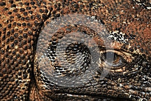 Komodo dragon eye and scales