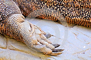 Komodo dragon foot photo