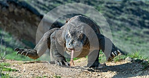 Komodo dragon  with the  forked tongue sniff air. Close up. Indonesia