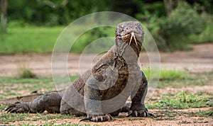 Komodo dragon with the forked tongue sniff air. Close up portrait. photo
